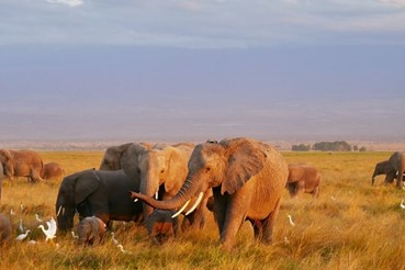 photo of Best of Southern Tanzania Drive-in Safari 